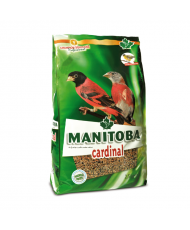 Manitoba Cardinal (Tarin de...