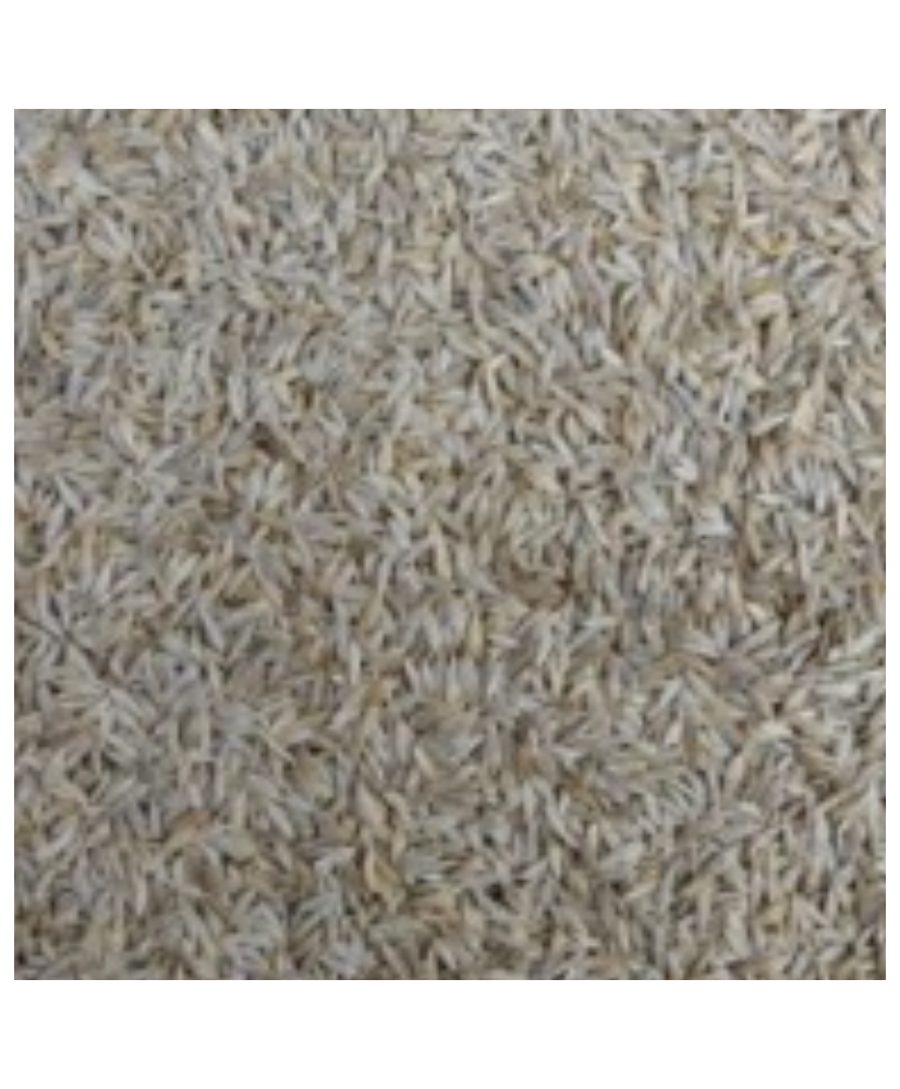 Laitue blanc 1 kg