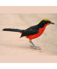 Gonolek de Barbarie (le...