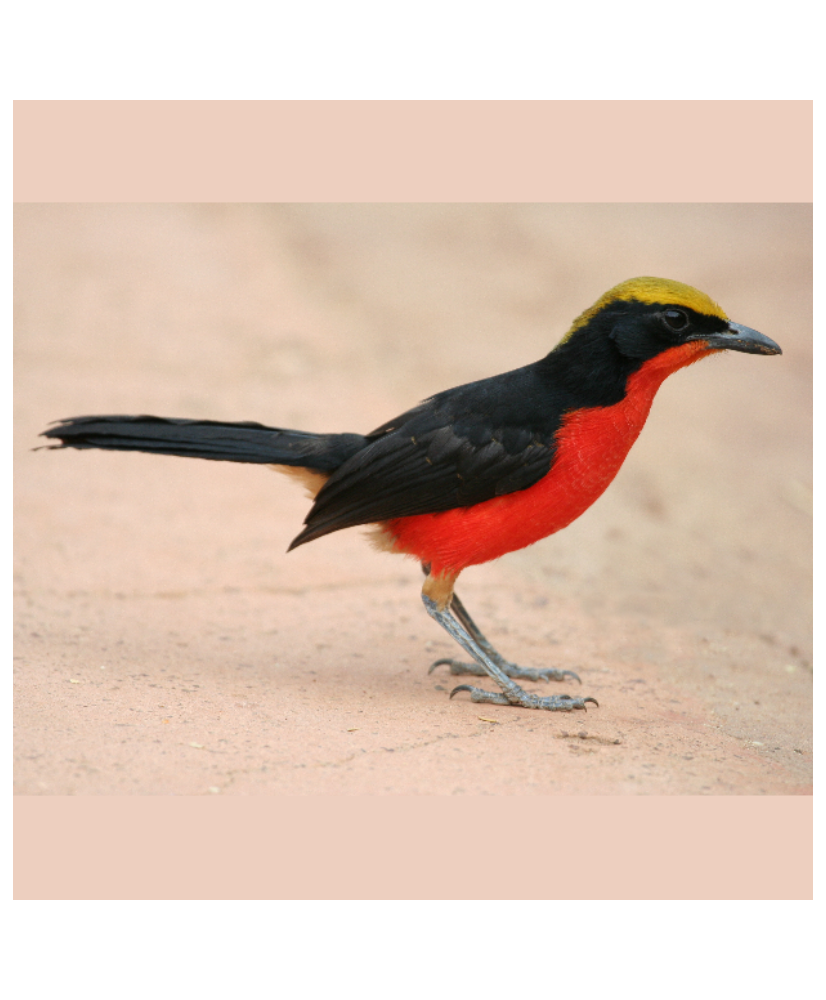 Gonolek de Barbarie (le couple)