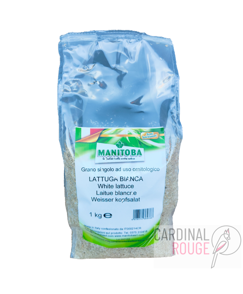 Manitoba Laitue blanc 1 kg