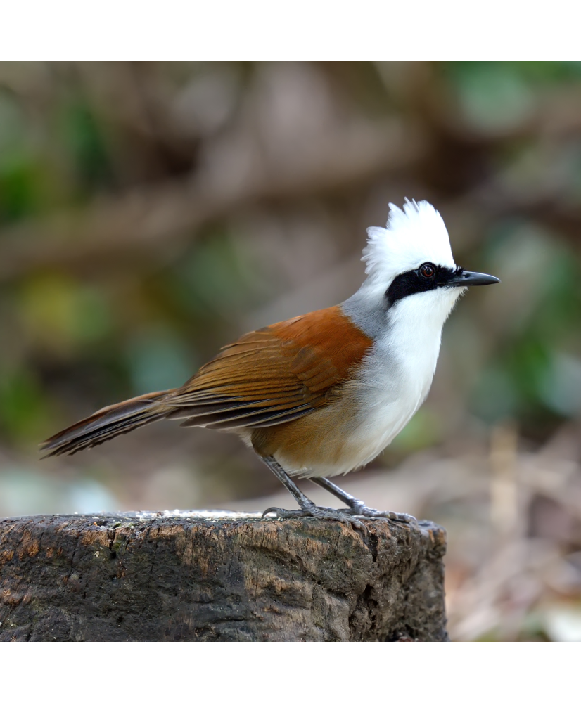 Garrulaxe à huppe blanche