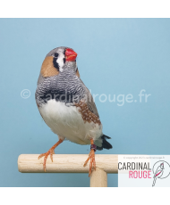 Diamant mandarin XL (le couple)