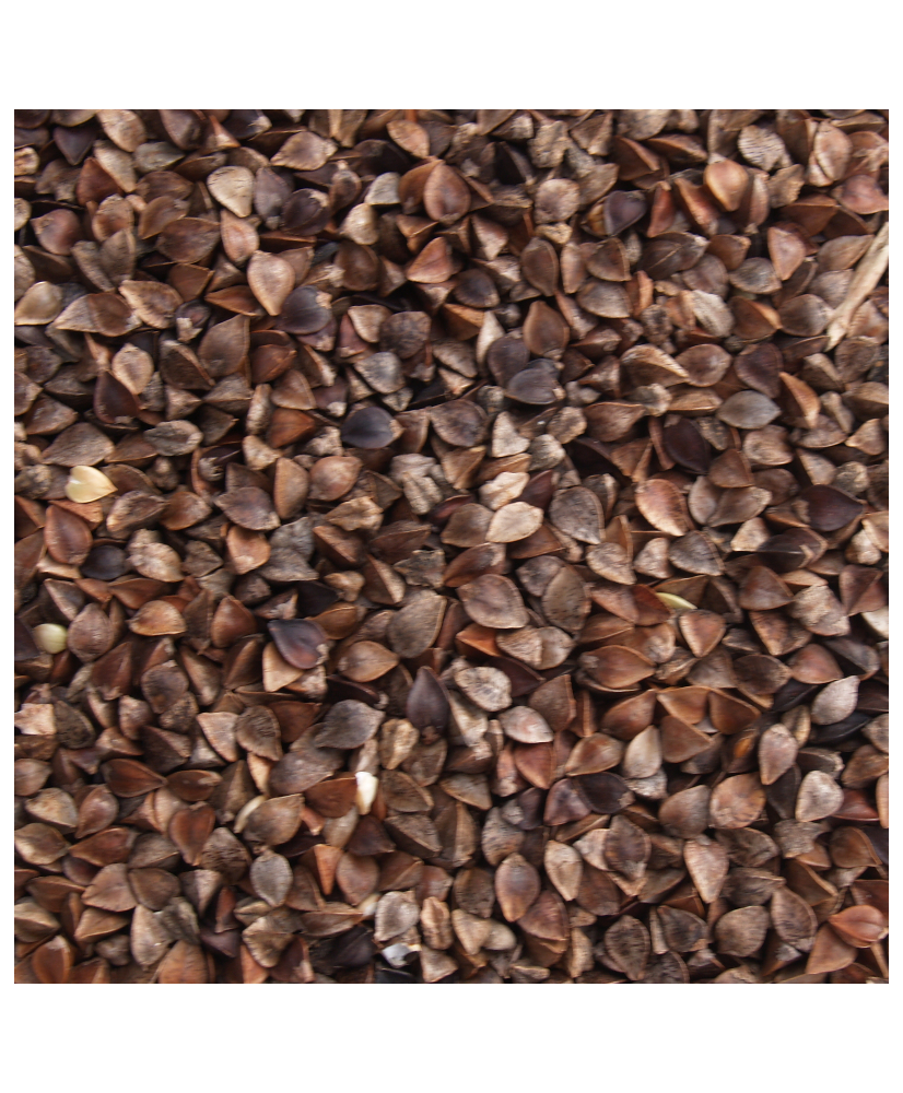 Sarrasin 20 kg