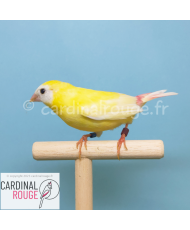 Diamant de kittlitz jaune