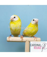 Diamant de kittlitz jaune