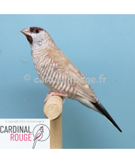 Diamant modeste mutation...