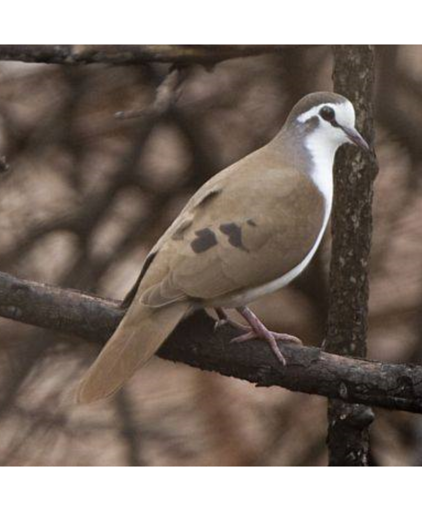 Tourtelette tambourette