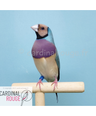 Diamant de Gould bleu