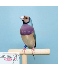 Diamant de Gould bleu