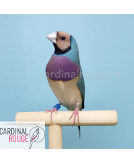 Diamant de Gould bleu