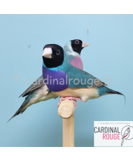 Diamant de Gould bleu