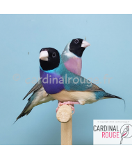 Diamant de Gould bleu
