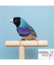 Diamant de Gould bleu