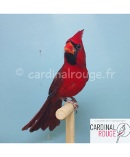 Cardinal de Virginie