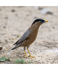 Étourneau des pagodes