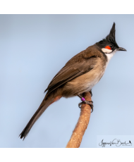 Bulbul orphée | Cardinal Rouge, Oisellerie en ligne