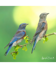 Merlebleu de l'ouest