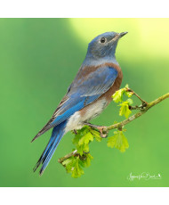Merlebleu de l'ouest