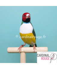 Diamant de Gould poitrine blanche