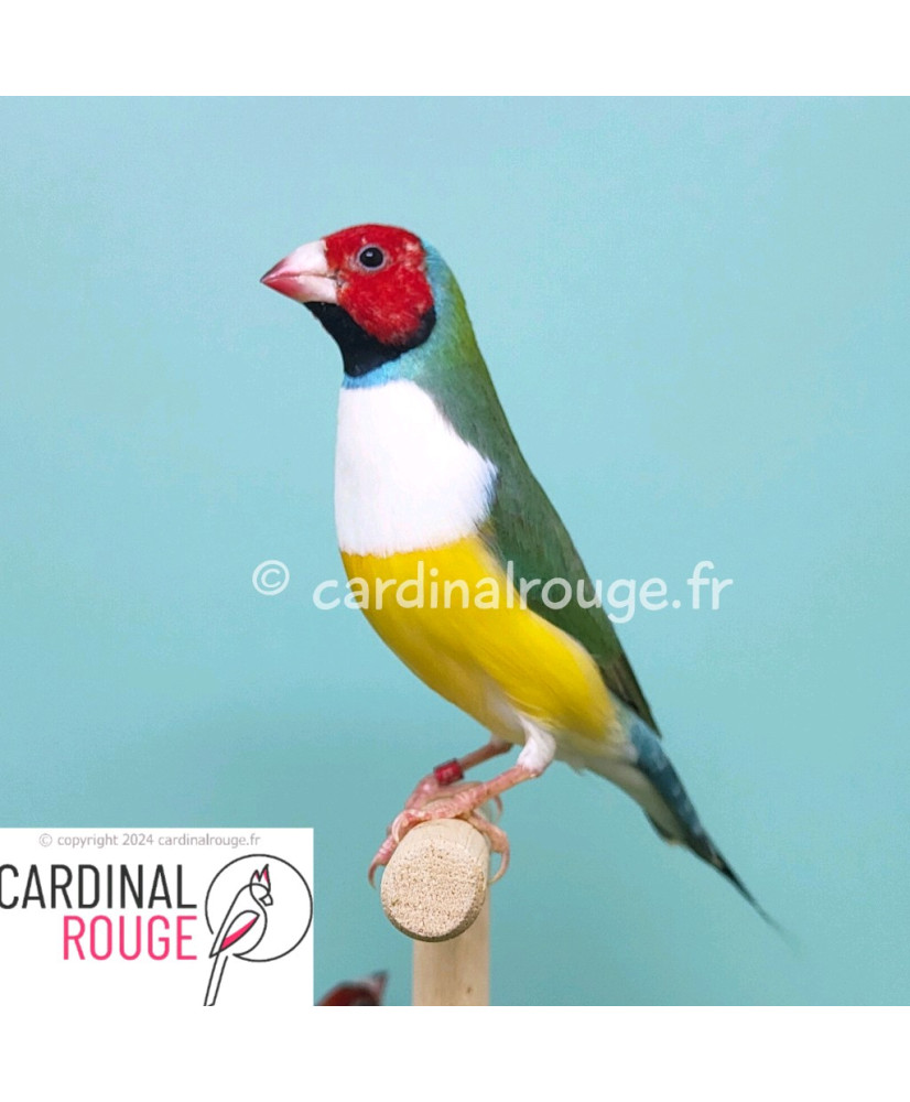 Diamant de Gould classique, poitrine blanche