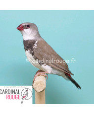 Diamant à gouttelettes mutation brun