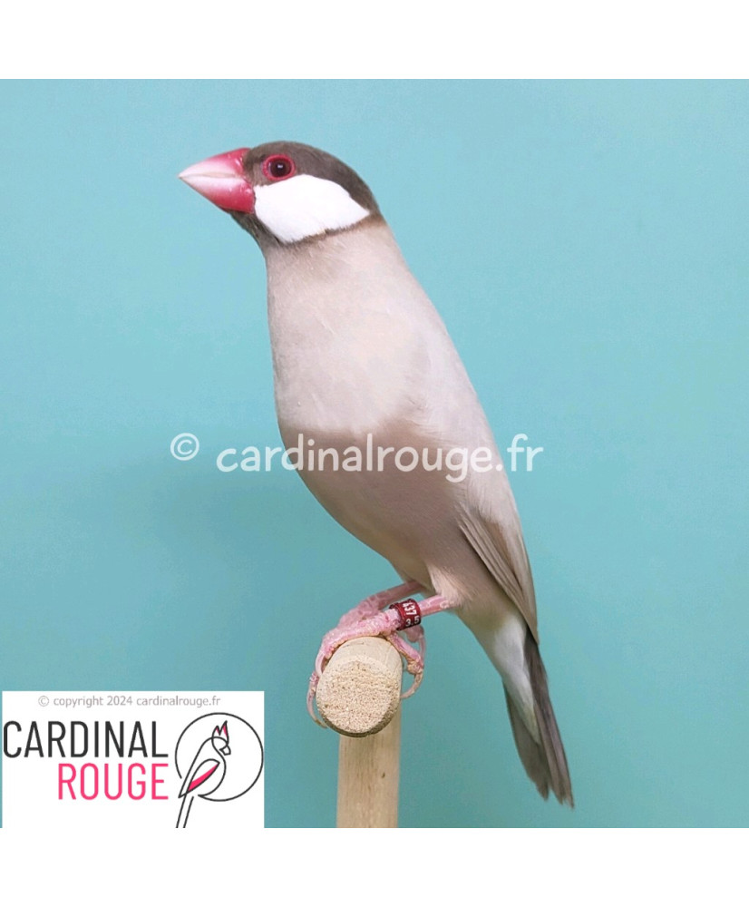 Padda mutation brun - Cardinalrouge Oisellerie en ligne
