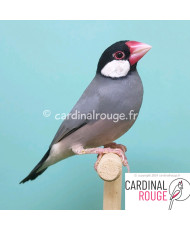 Padda gris