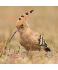 Huppé fasciée ( le couple)