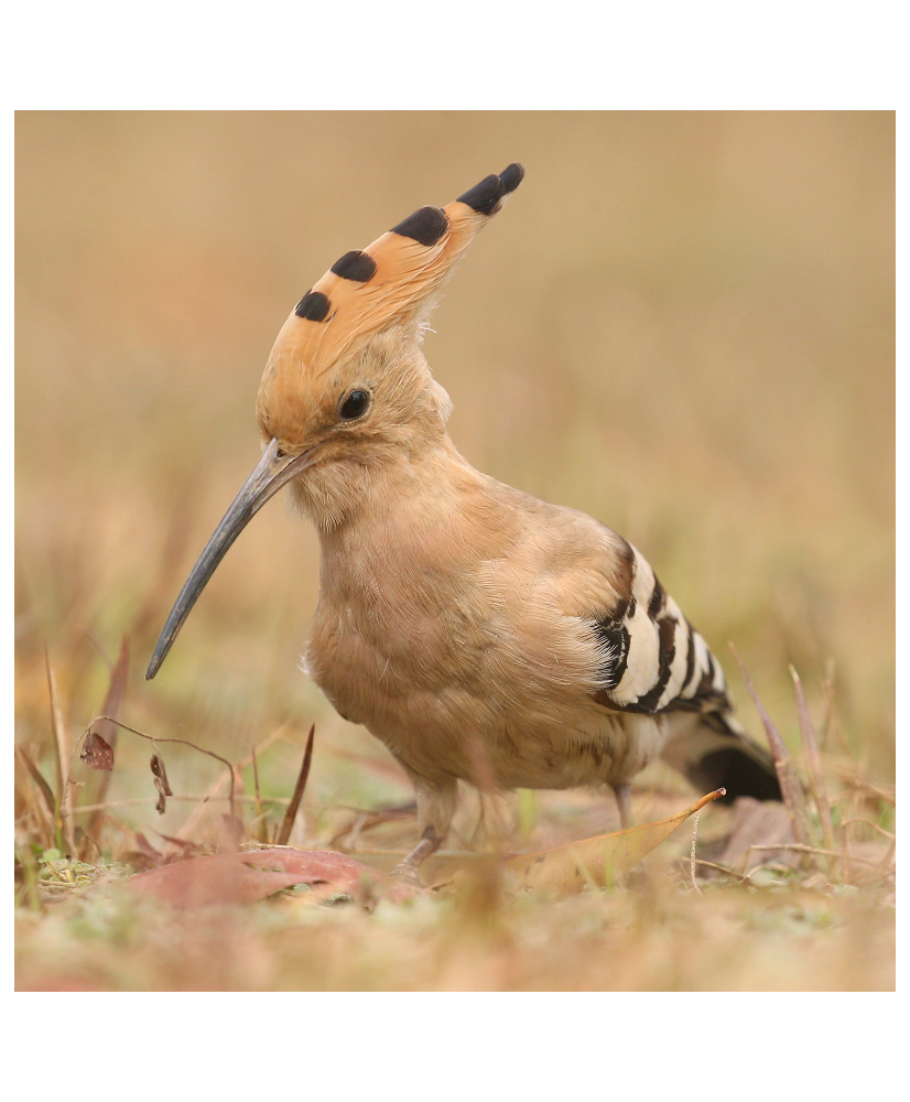Huppé fasciée ( le couple)