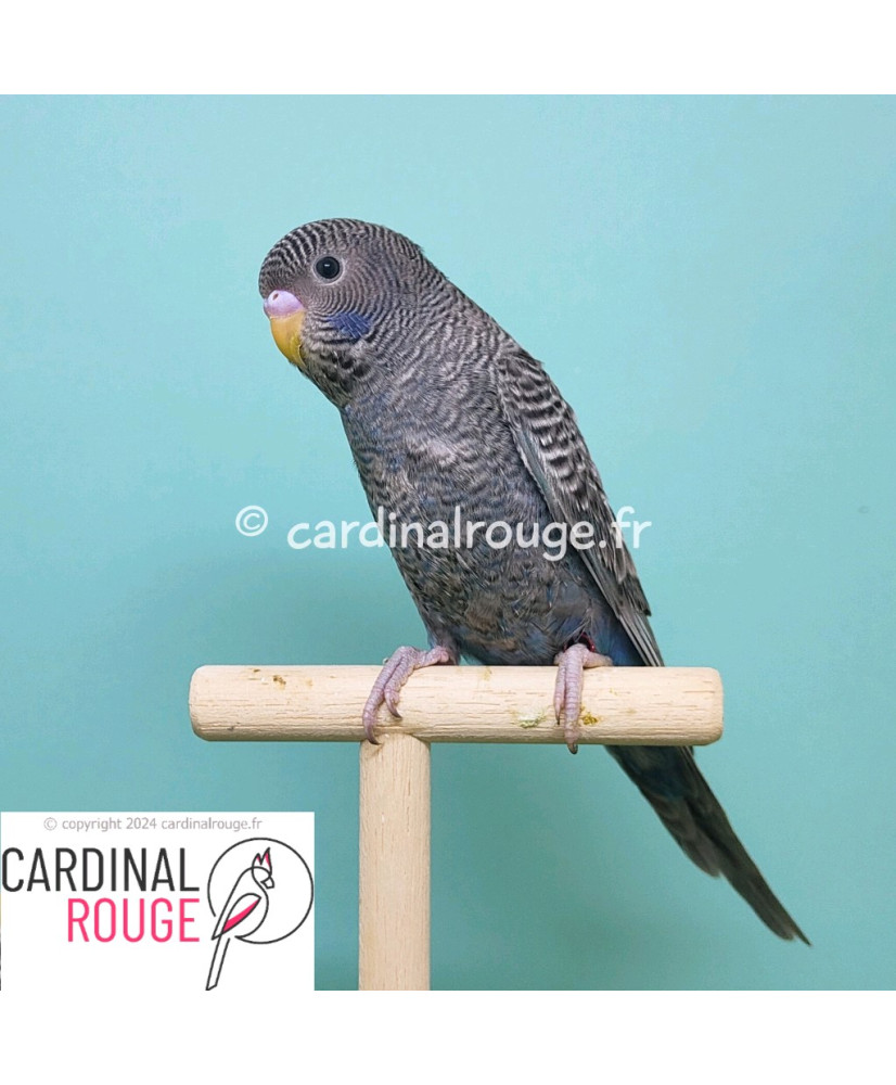 Adopte Perruche Ou Perroquet Boutique Oiseaux Cardinal Rouge fr adopte-perruche-ou-perroquet-boutique-oiseaux-cardinal-rouge-fr