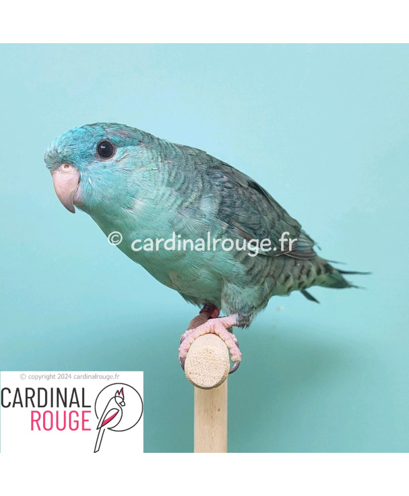Perruche catherine mutation bleu