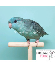 Perruche catherine mutation bleu