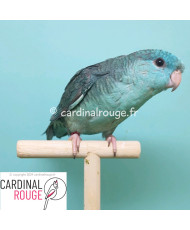 Perruche catherine mutation bleu