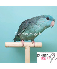 Perruche catherine mutation bleu