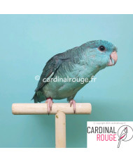 Perruche catherine mutation bleu