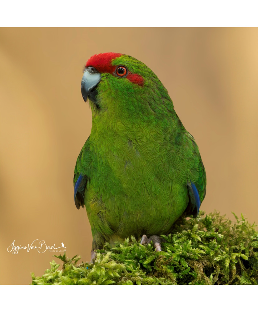 Kakariki à front rouge