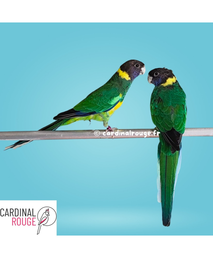 Le Bon Coin Oiseaux Perruches