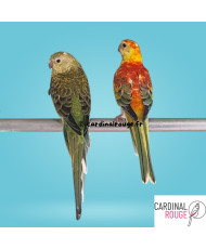 Perruche à croupion rouge mutation opaline Perruche à croupion rouge mutation opaline