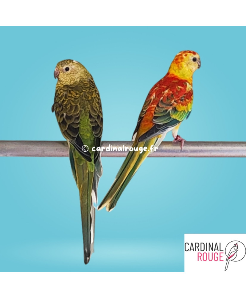 Perruche à croupion rouge mutation opaline Perruche à croupion rouge mutation opaline
