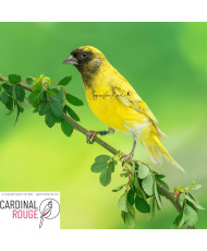 Tarin de Magellan silice