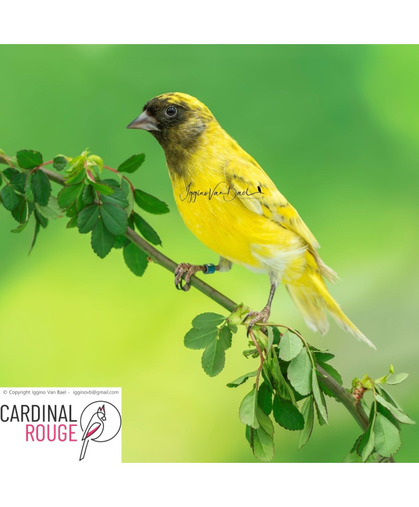 Tarin de Magellan silice