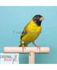 Tarin de Magellan mutation...