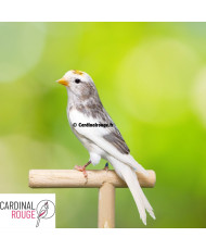 Sizerin cabaret panaché