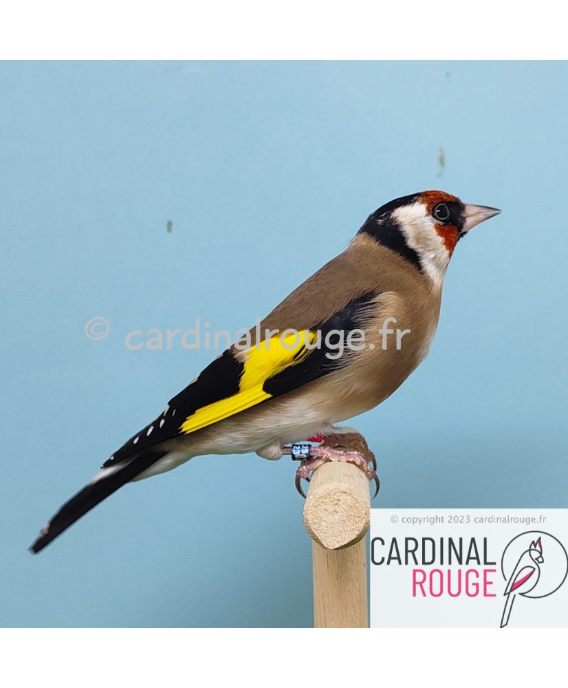 Chardonneret élegant