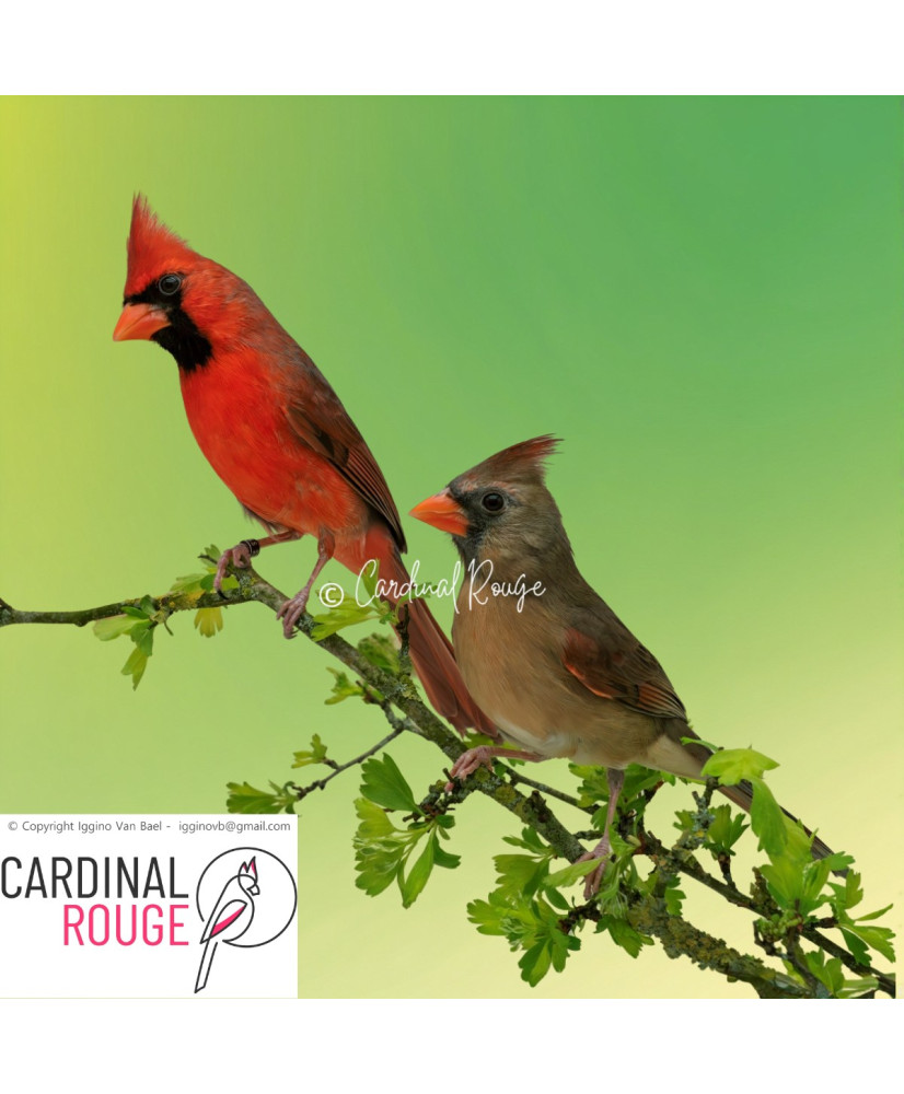 Cardinal de Virginie