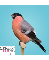 Bouvreuil ponceau mutation brune