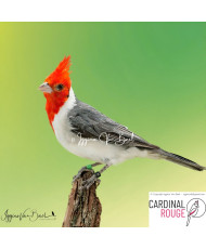 Paroare huppé © Iggino Van Bael