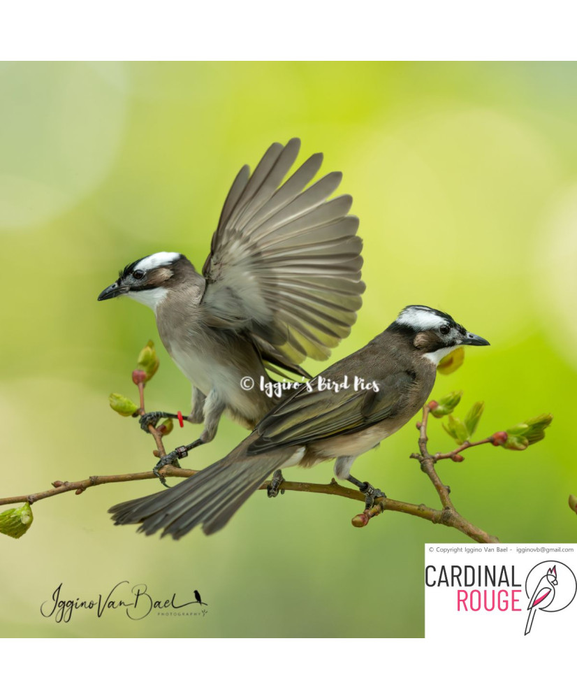 Bulbul de Chine