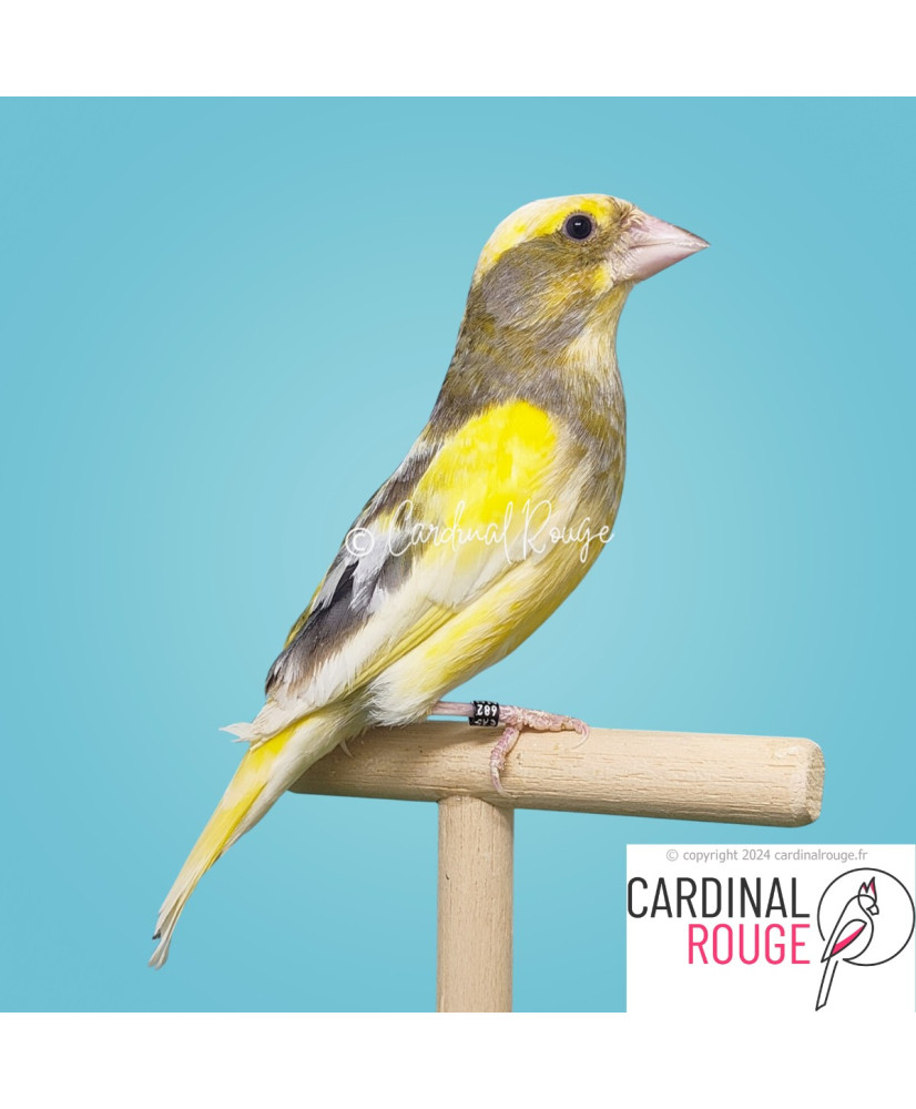 Verdier d'Europe mutation panaché